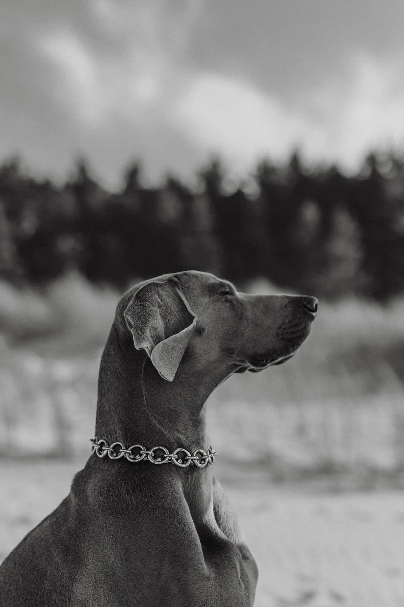 Dog with necjlace