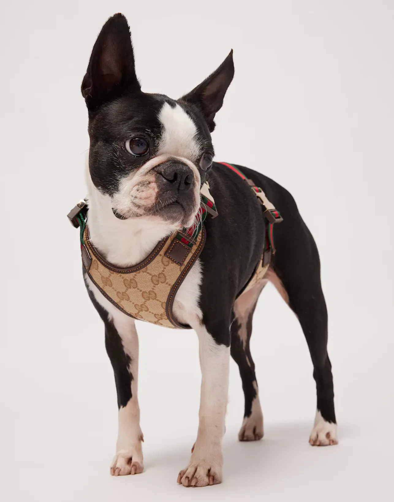 Padded harness for small to medium-sized pets.