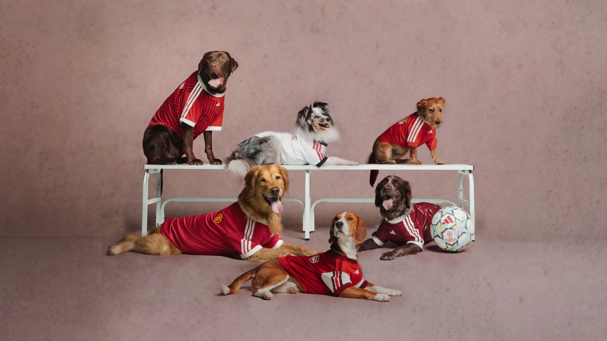 Club Colours, Canine Style.