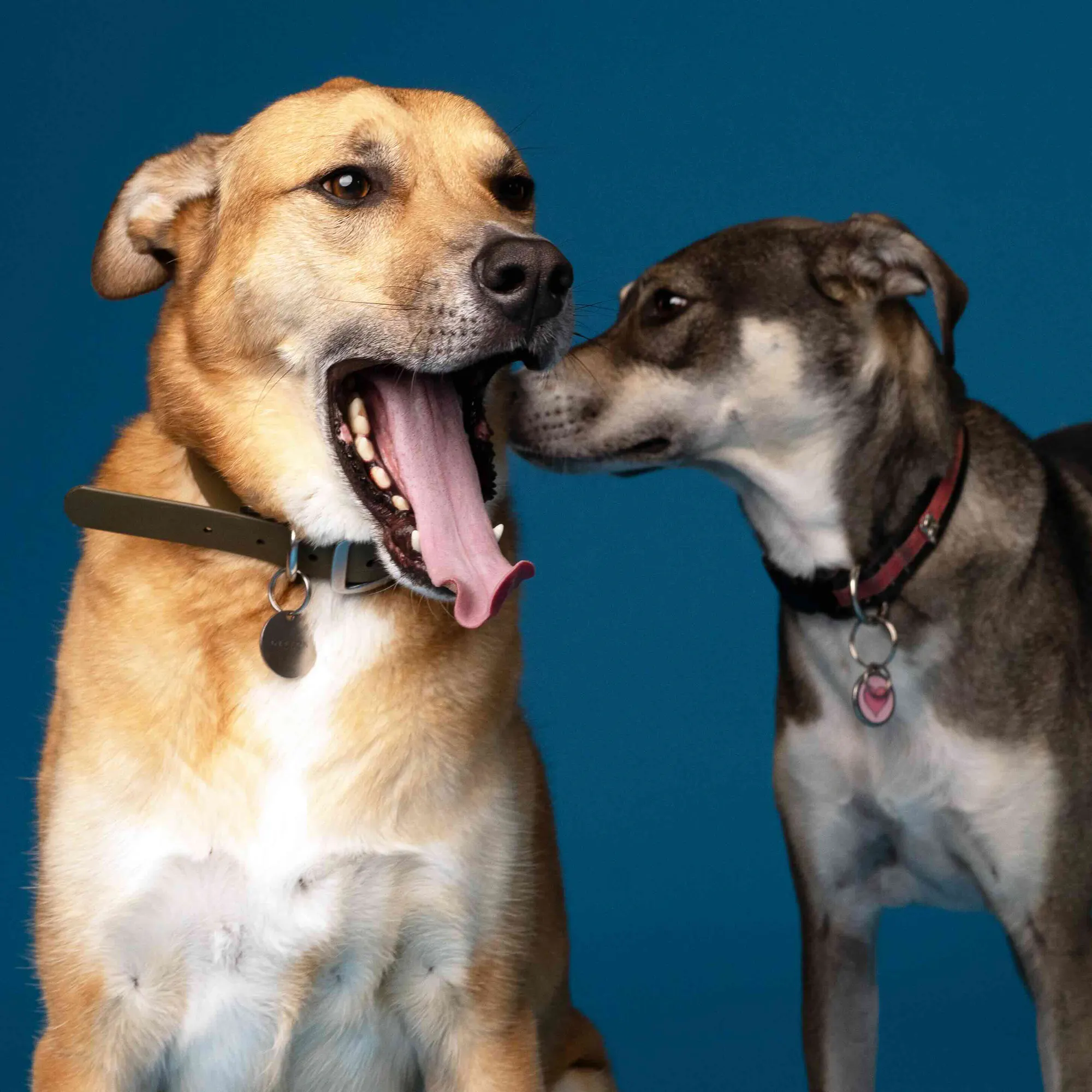 More than a perfect photograph, every shoot is about creating an experience both dog and owner can enjoy.