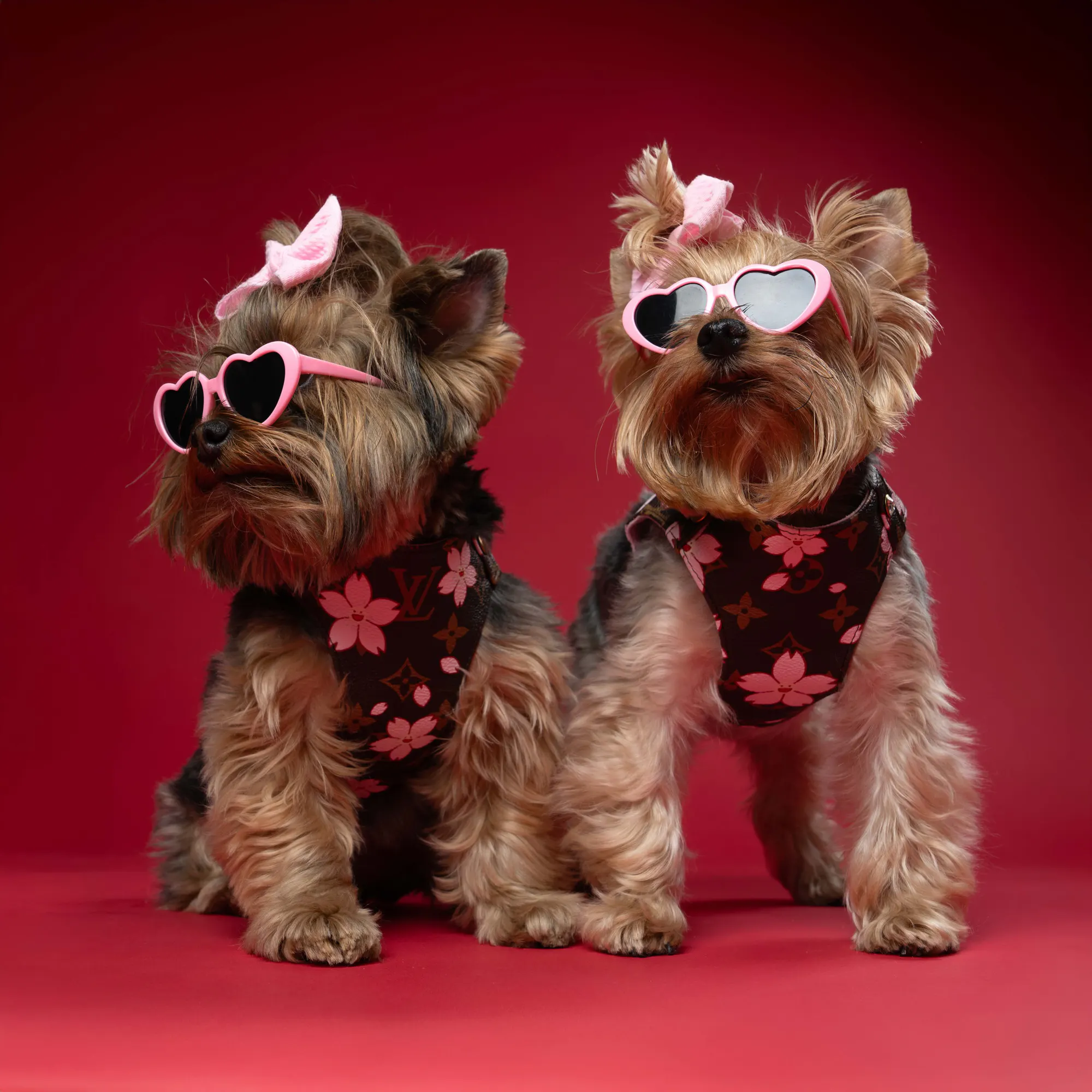 Kevin combines the precision of fashion photography with the spontaneity of working with animals.