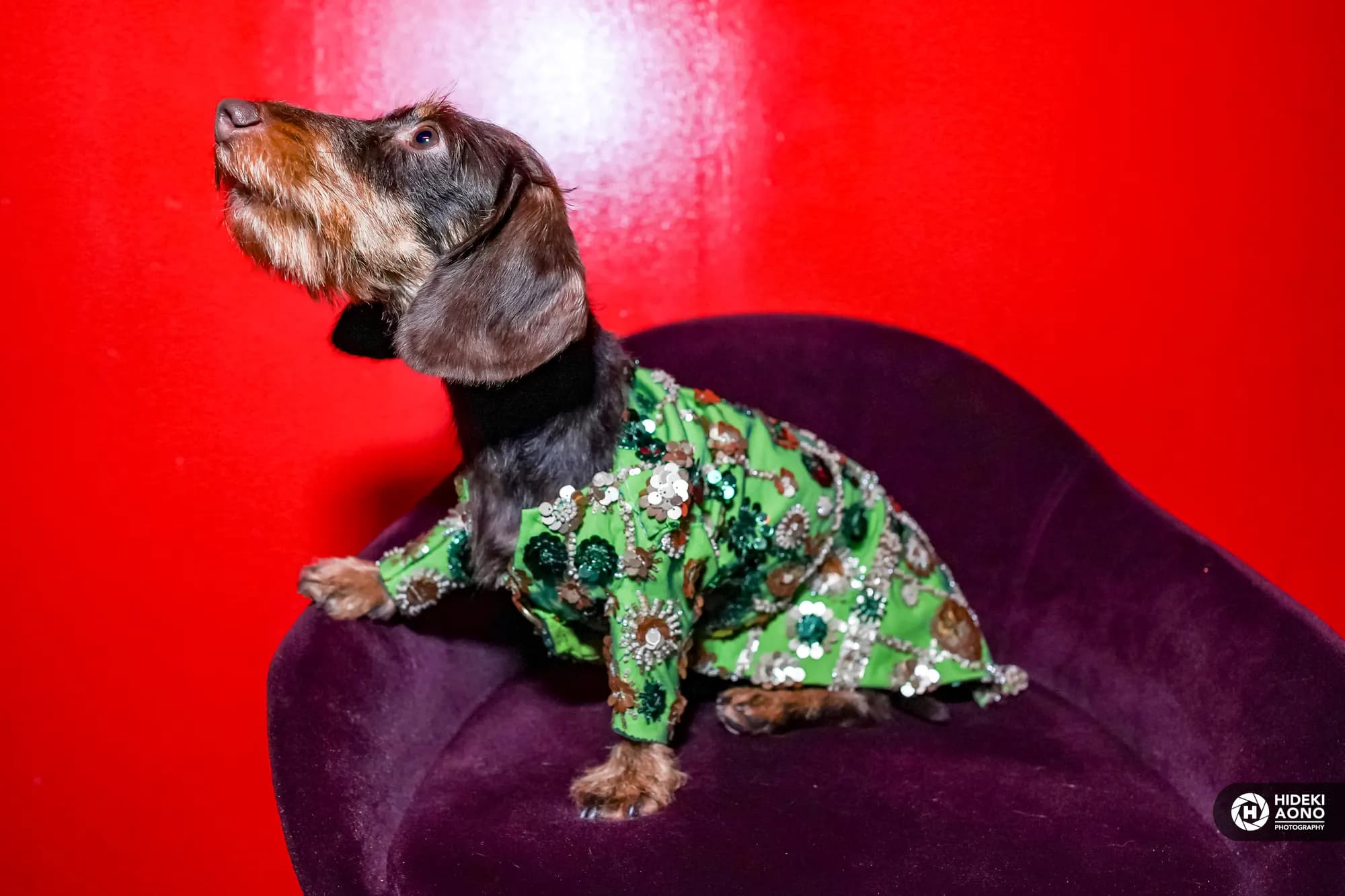 George on the runway – Making his Dog Fashion Week debut in true George style.