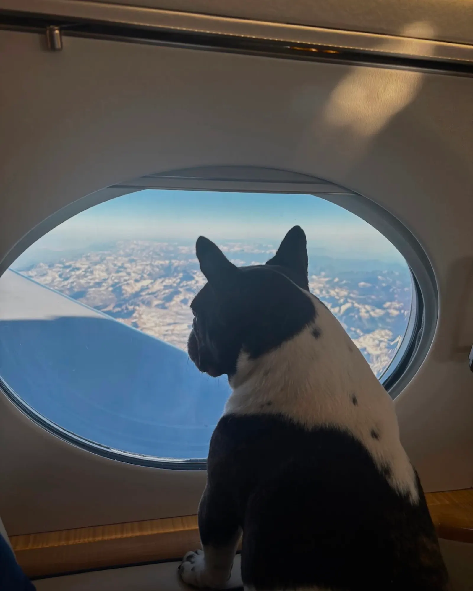 Vicuna Air: Built around comfort, care and the belief that dogs are family.