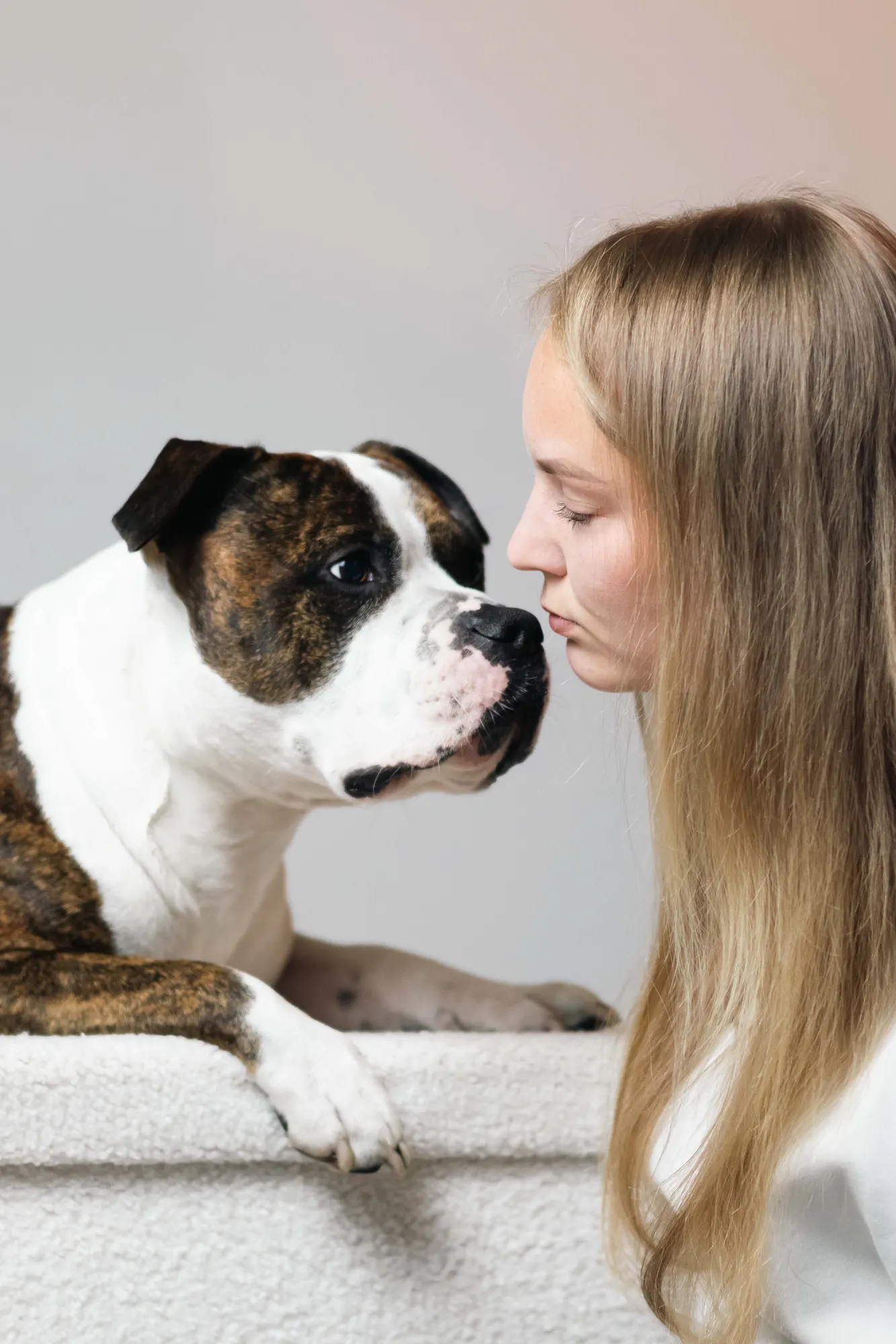 Urmel, the AmStaff behind the account @hier_kommt_urmel, has become an unexpected ambassador for challenging breed stereotypes.