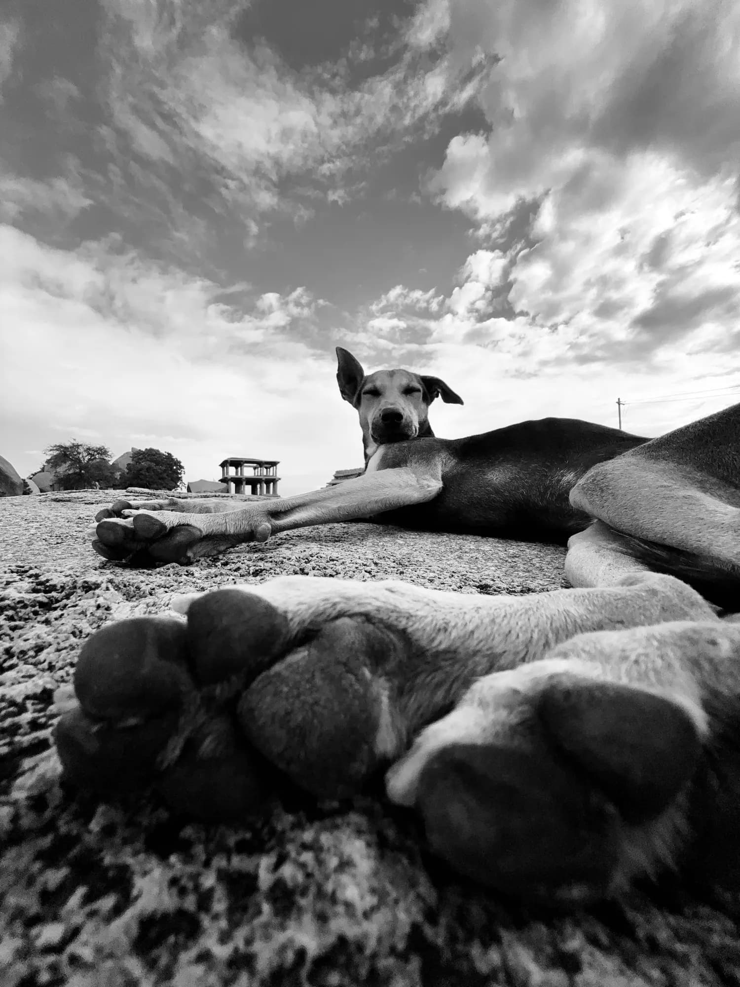 Dogs, instinct and the beauty of imperfection.